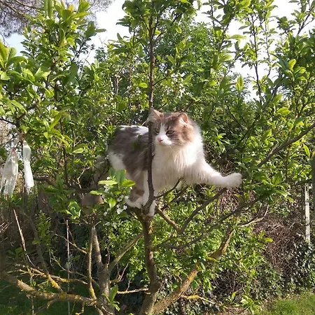 Angolo Di Paradiso * קאסטיגליונה דל לאגו